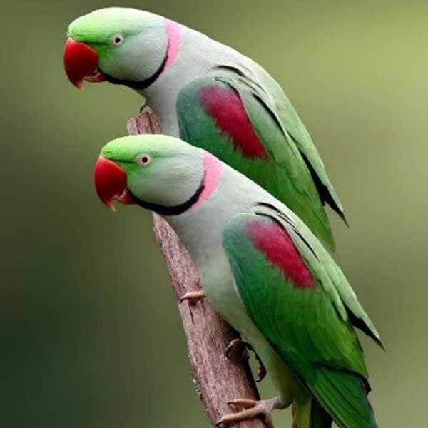 alexandrine parakeet 1 1