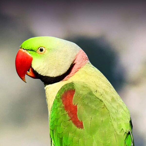 alexandrine parakeet 1