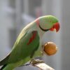 alexandrine parakeet 2