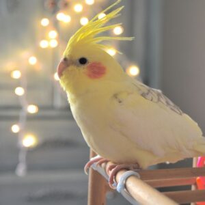 cockatiel 1 4