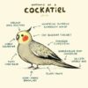 cockatiel 4 4