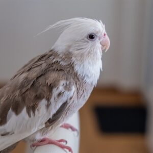 cockatiel special 1