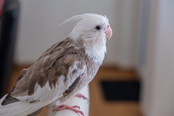 cockatiel special 1