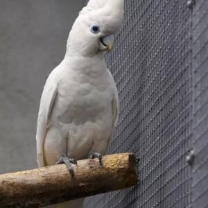 cockatoo ducorp 1