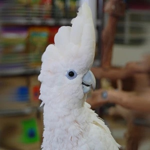 cockatoo ducorp 2 1