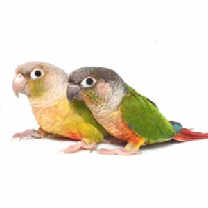 green cheeked conure 1 4