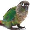 green cheeked conure 2 4