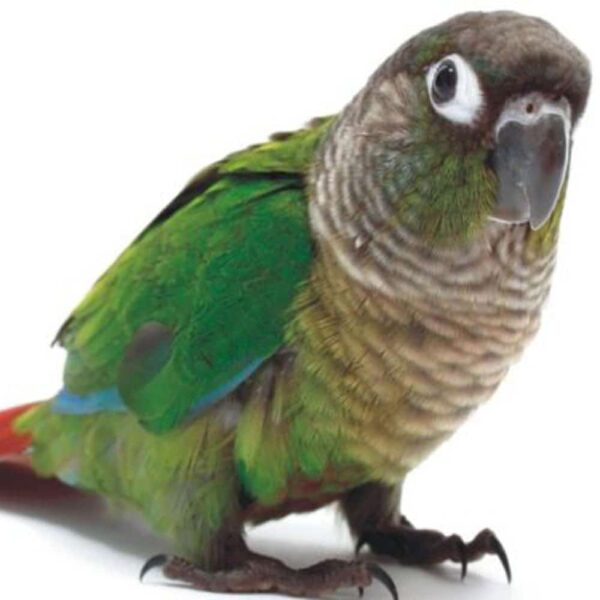 green cheeked conure 2 4