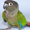 green cheeked conure 3 3