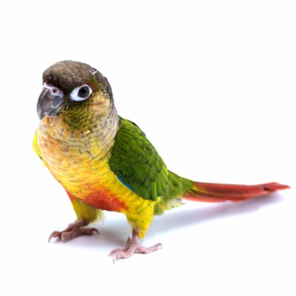 green cheeked conure 4