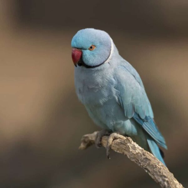 indian ringneck 1