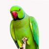 indian ringneck 2