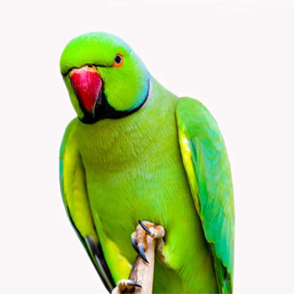 indian ringneck 2