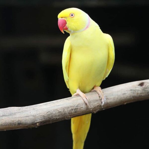 indian ringneck 3