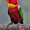 lorikeet yellow bibbed