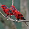 lory blue streaked