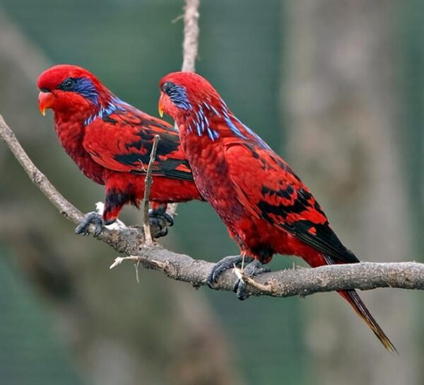 lory blue streaked