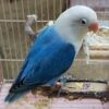 love bird blue 2