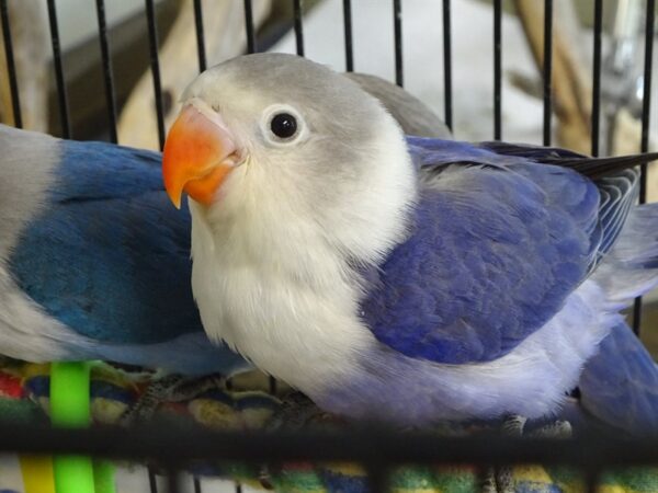 love bird violet