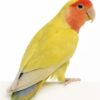 love bird yellow