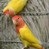 love bird yellow 2