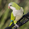 monk parakeet parrot 1