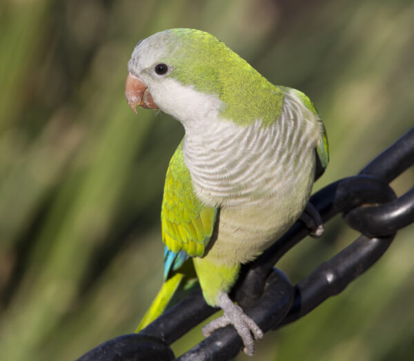 monk parakeet parrot 1