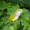 monk parakeet parrot 2