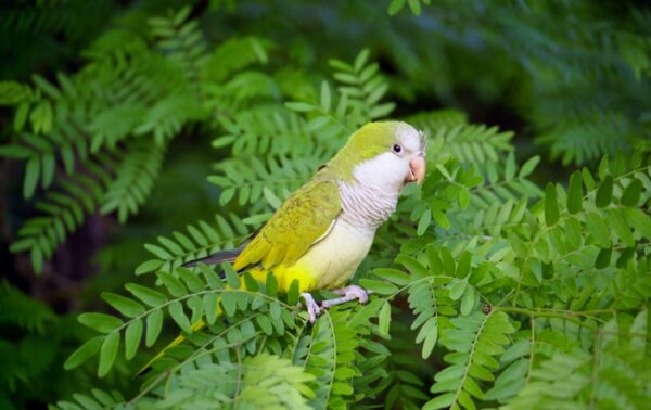 monk parakeet parrot 2