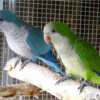 monk parakeet parrot 3