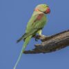 nepalese alexandrine parakeet 2 1