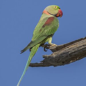 nepalese alexandrine parakeet 2 1