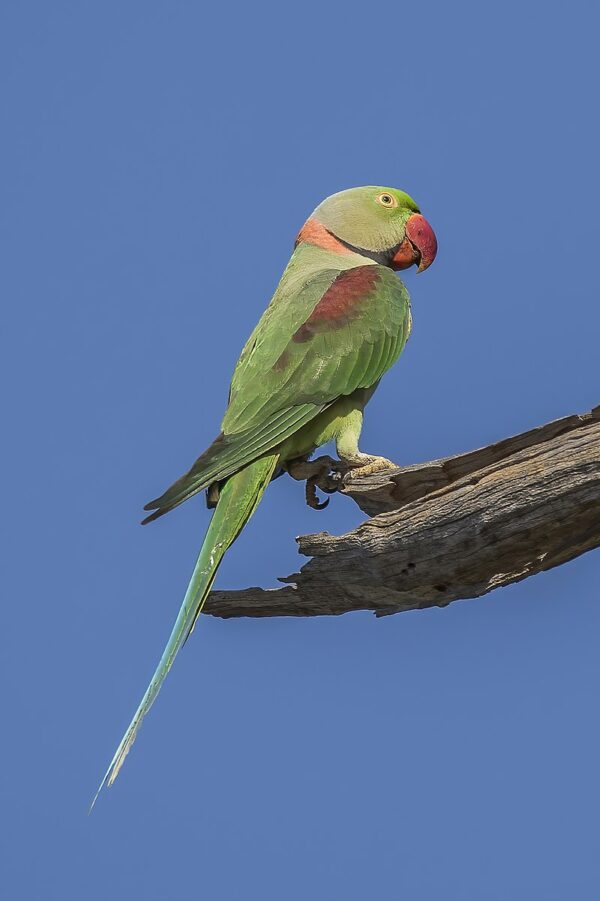 nepalese alexandrine parakeet 2 1