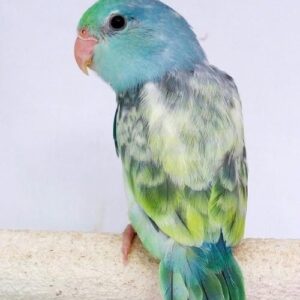 parrotlet 2 2