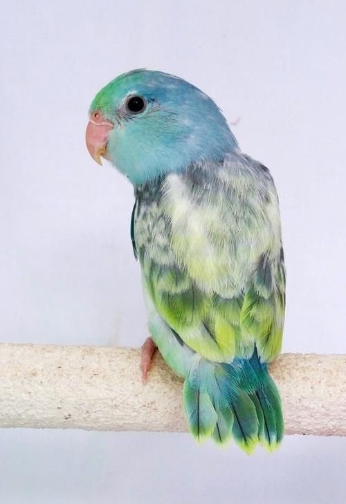 parrotlet 2 2