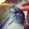 parrotlet 3 2