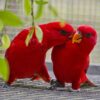 red lory