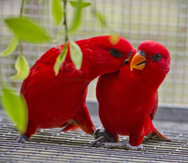 red lory