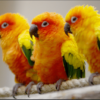 sun conure 1