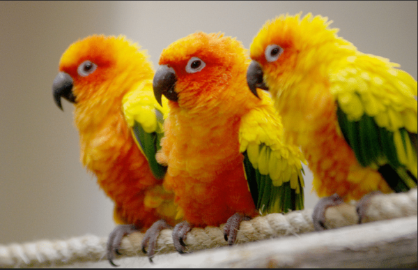 sun conure 1