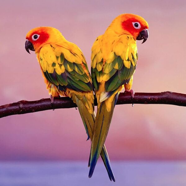 sun conure