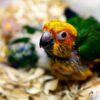 sun conure baby