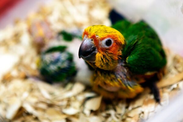 sun conure baby