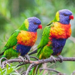 thong tin vet lory lorikeet 3 10