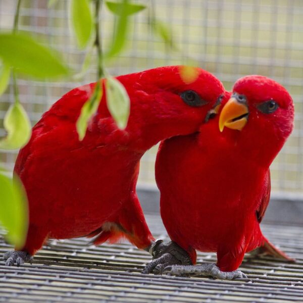 thong tin vet lory lorikeet 8