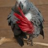 vet african grey 1