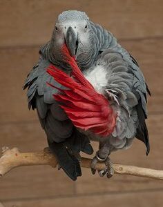 vet african grey 1