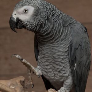 vet african grey 2