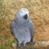 vet african grey 3