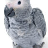 vet african grey baby